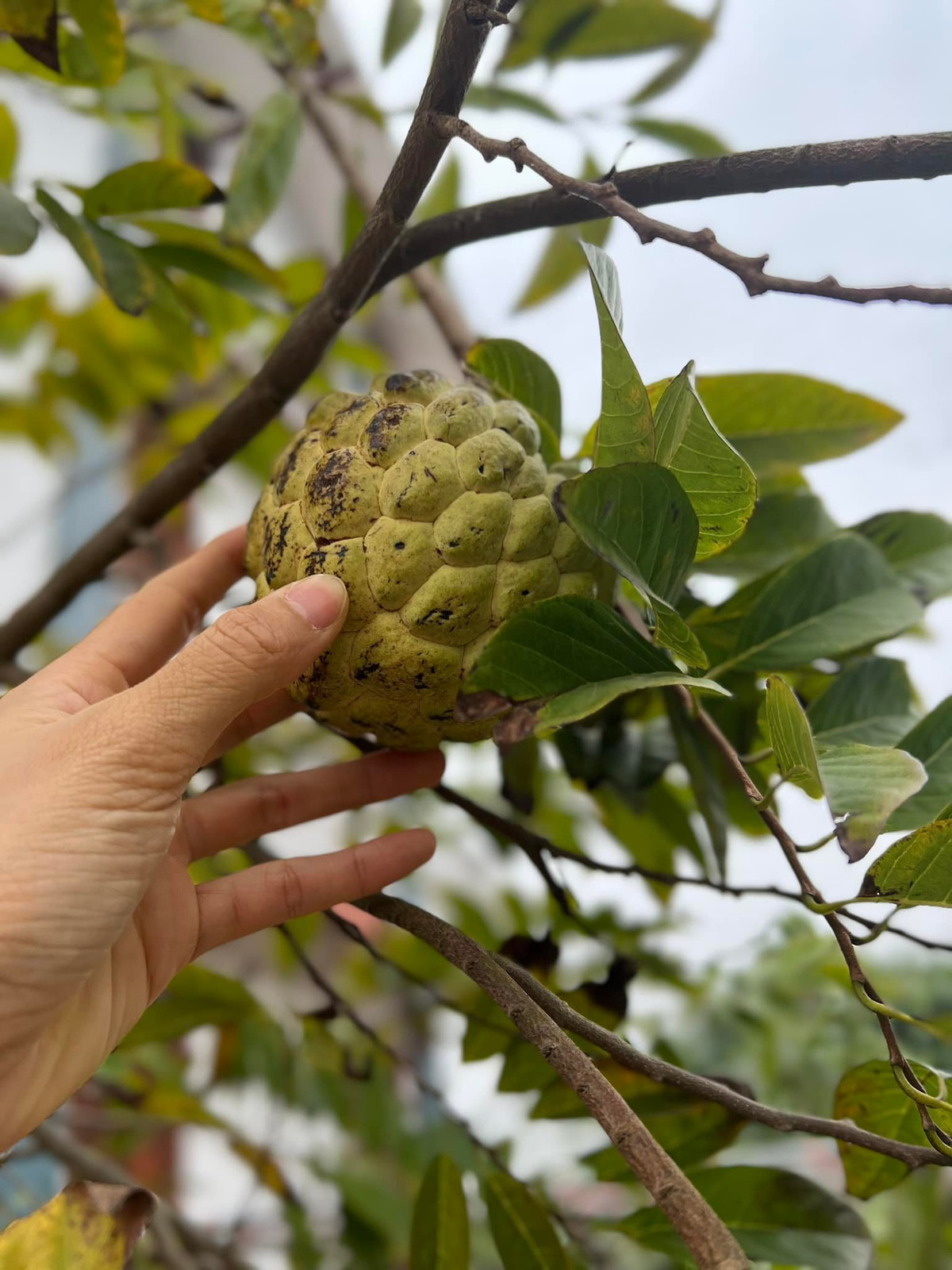 Na trong vườn cũng đã cho quả.