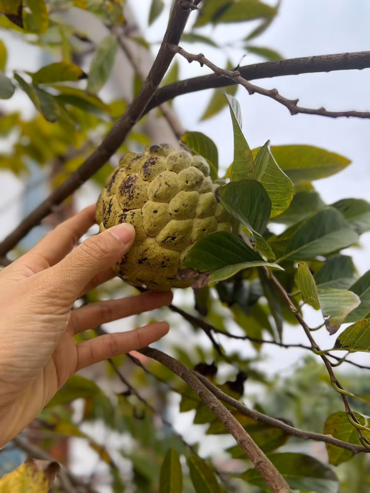 Na trong vườn cũng đã cho quả.