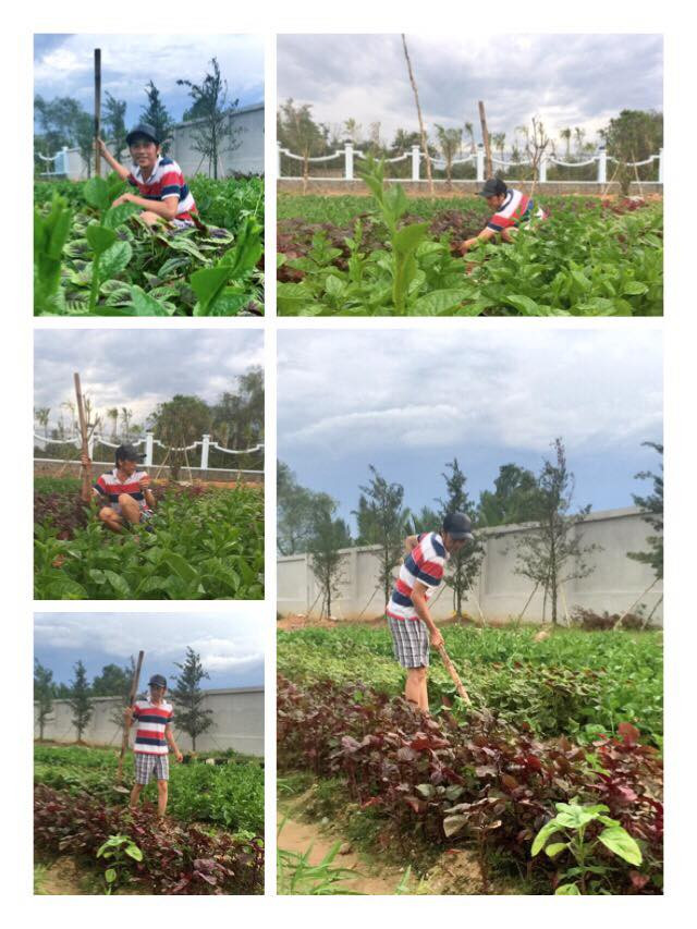 Bên trong, Hoài Linh còn trồng nhiều rau xanh. Ảnh: Saostar