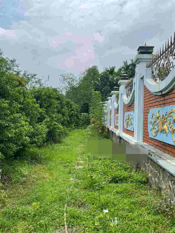 Những bức tường bám đầy rêu. Ảnh: YANcam