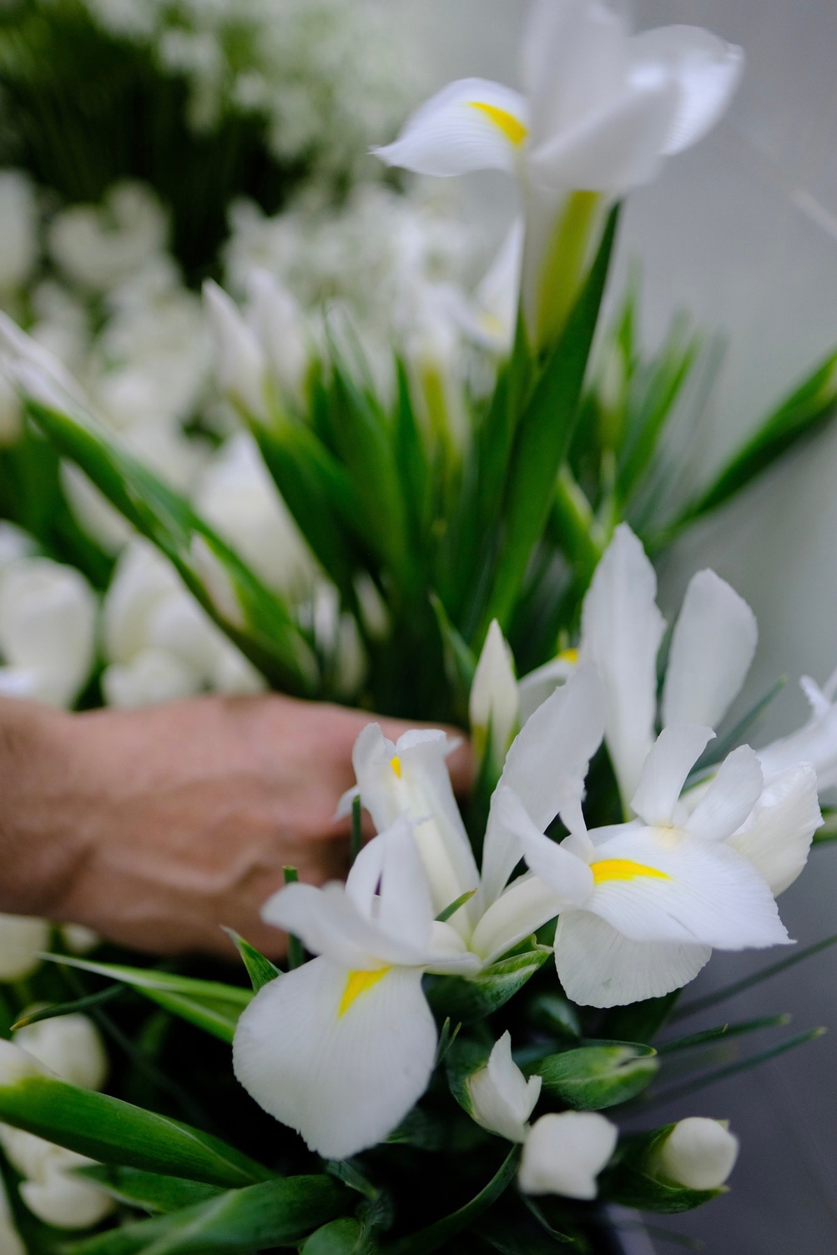 Đặc biệt, Ngô Thanh Vân còn nhập thêm các loại tulip, diên vĩ... dự phòng, tránh trường hợp gió biển làm hư hoa. Ảnh: FBNV