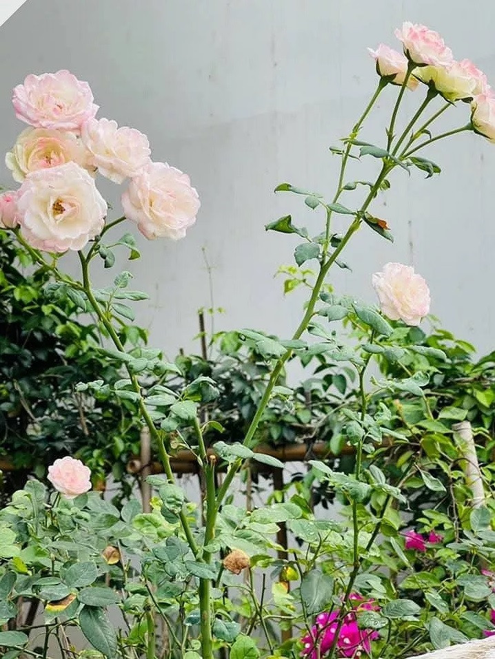 Trong khuôn viên biệt thự trồng rất nhiều hoa hồng.