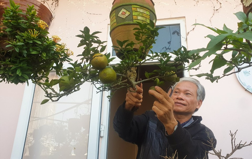 Trong khi đó, ông Lê Thạnh (trú TP Tam Kỳ, tỉnh Quảng Nam) được Tổ chức Kỷ lục Việt Nam trao bằng kỷ lục dành cho "Người tạo tác các tác phẩm Bonsai ngược nhiều nhất Việt Nam". Ảnh: Lao động