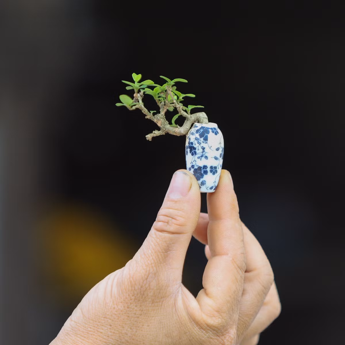 Nhiều chậu bonsai mini chỉ cao chừng 5 - 10 cm. Ảnh: Vnexpress