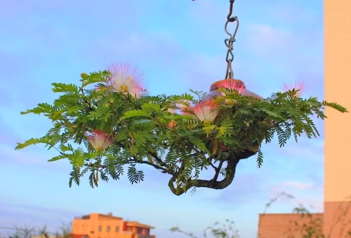 Theo đó, bộ sưu tập của "dị nhân" Lê Thạnh sở hữu hơn 100 cây bonsai ngược với đủ các loại như: Linh sam, lộc vừng, mai vàng, kim quýt, huệ đỏ...Ảnh: VTCNews