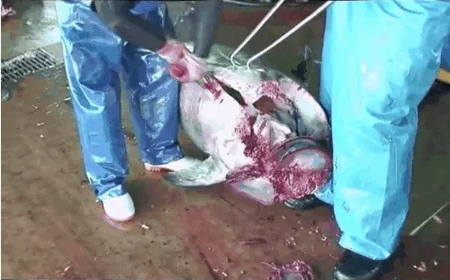 Sau đó, họ để nguyên cả con cá tươi vào trong hầm nước đá, bảo quản không quá 10 ngày trước khi đem đi bán. Loại đá sử dụng để ướp cá cũng phải là đá "sạch" không được phép chứa các tạp chất làm thay đổi mùi vị của cá. Ảnh: Getty