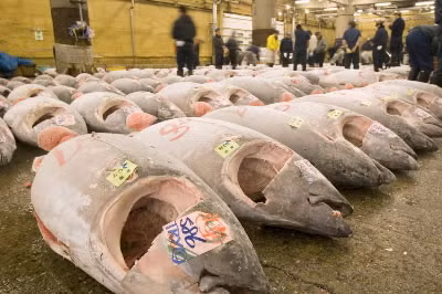 Một trong những nguyên nhân dẫn đến sự đắt đỏ của loài cá này là quá trình đánh bắt và giết thịt khắt khe. Ảnh: WWF