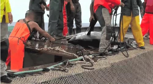 Những con cá bị đánh bắt lên bờ đều bị giết thịt một cách nhanh chóng nhất để cá không vùng vẫy hay mất máu. Ảnh: WWF