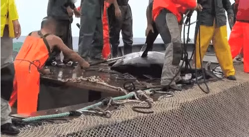 Những con cá bị đánh bắt lên bờ đều bị giết thịt một cách nhanh chóng nhất để cá không vùng vẫy hay mất máu. Ảnh: WWF