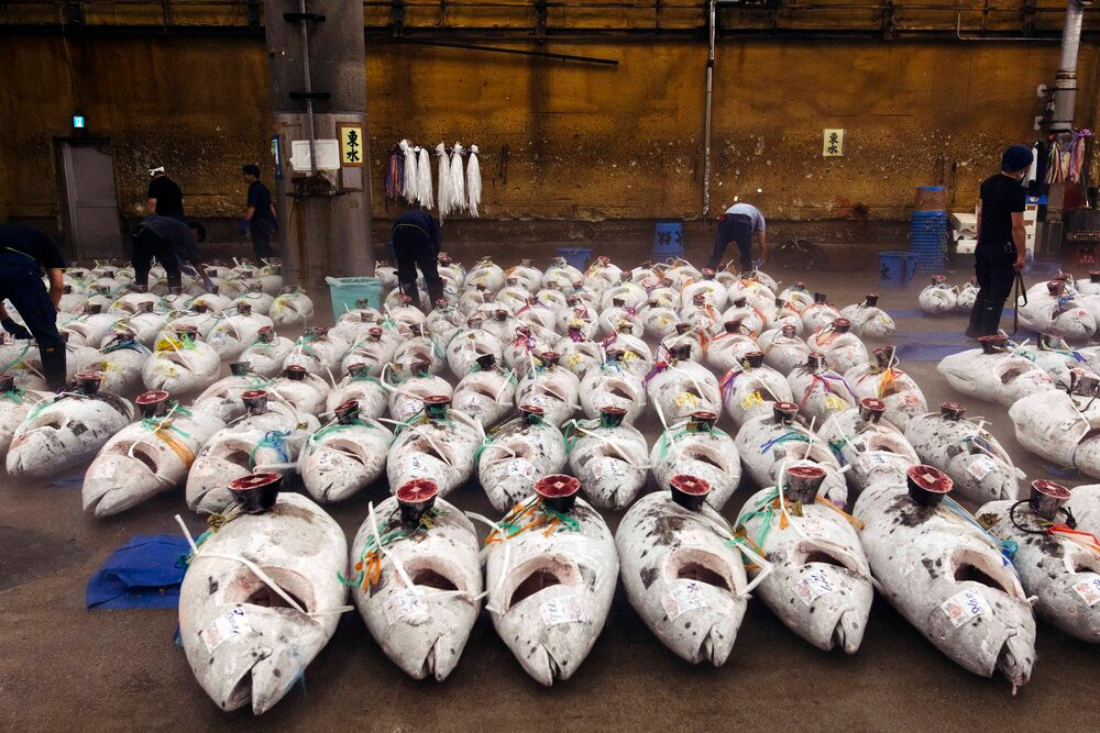 Vì vậy, nhiều quốc gia đã hạn chế, hoặc cấm hoàn toàn việc săn bắt cá ngừ, nhưng vẫn không thể ngăn được ngư dân đánh bắt trộm loại cá này. Ảnh: Getty