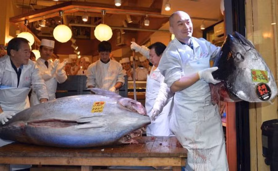 Hiện nay, số lượng cá ngừ đang vượt quá mức báo động đỏ, thậm chí là sắp bị tuyệt chủng. Ảnh: Getty