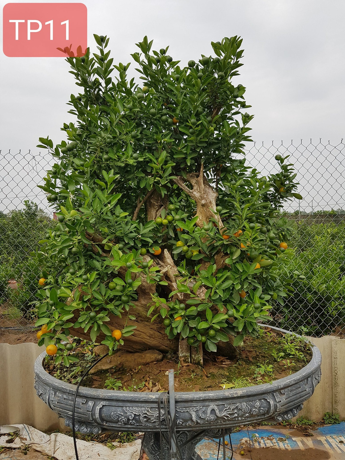 Theo các chủ vườn, để đánh giá một cây quất ghép gỗ đẹp dựa trên nhiều tiêu chí, nhưng chủ yếu vẫn là dáng cây. Ảnh: Facebook