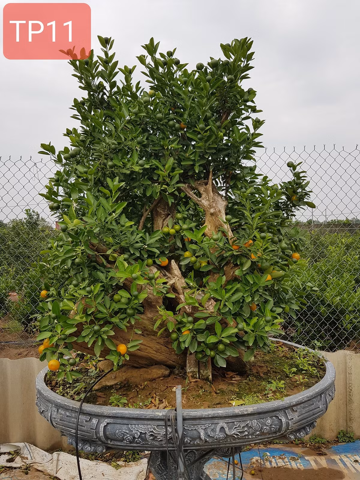 Theo các chủ vườn, để đánh giá một cây quất ghép gỗ đẹp dựa trên nhiều tiêu chí, nhưng chủ yếu vẫn là dáng cây. Ảnh: Facebook