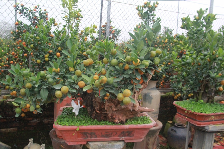 Trung bình, mỗi cây quất ghép gỗ lũa có giá dao động từ 1 - 50 triệu đồng. Ảnh: Dân trí