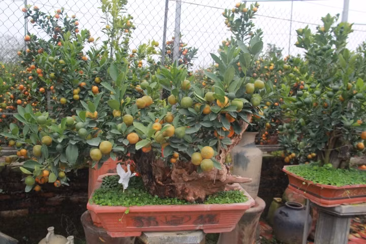 Trung bình, mỗi cây quất ghép gỗ lũa có giá dao động từ 1 - 50 triệu đồng. Ảnh: Dân trí