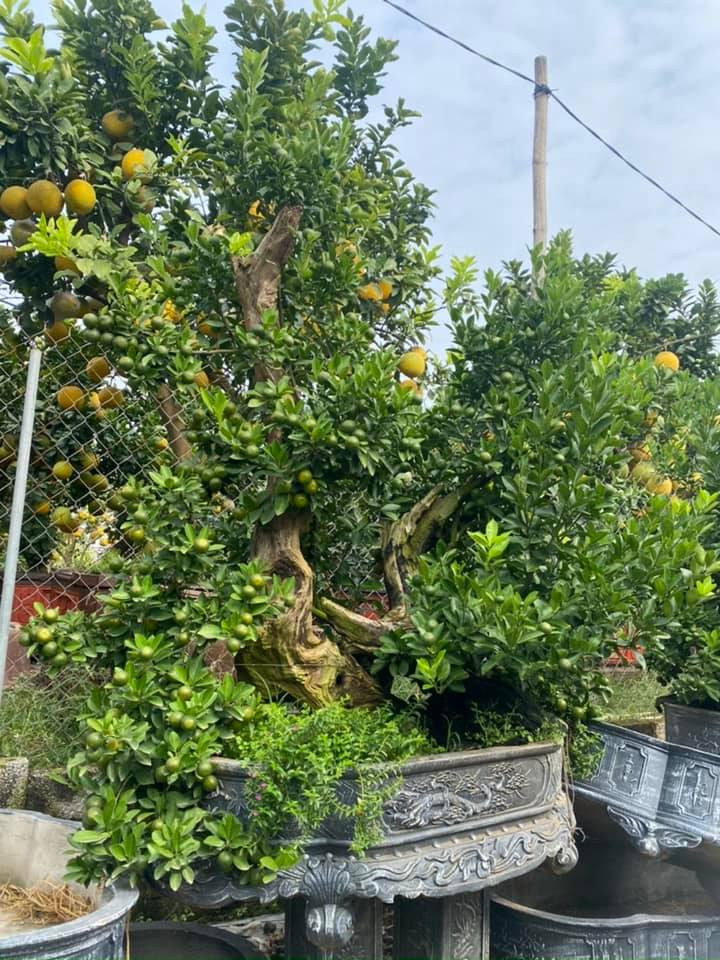 Để tạo tác ra một tác phẩm quất ghép gỗ lũa ưng ý đòi hỏi nhà vườn phải có con mắt và kinh nghiệm. Ảnh: Facebook