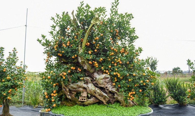 Đáng chú ý, tác phẩm quất ghép gỗ lũa mang tên "Giương buồm vượt trùng dương" được chủ vườn định giá khoảng 100 triệu đồng. Ảnh: Dân trí