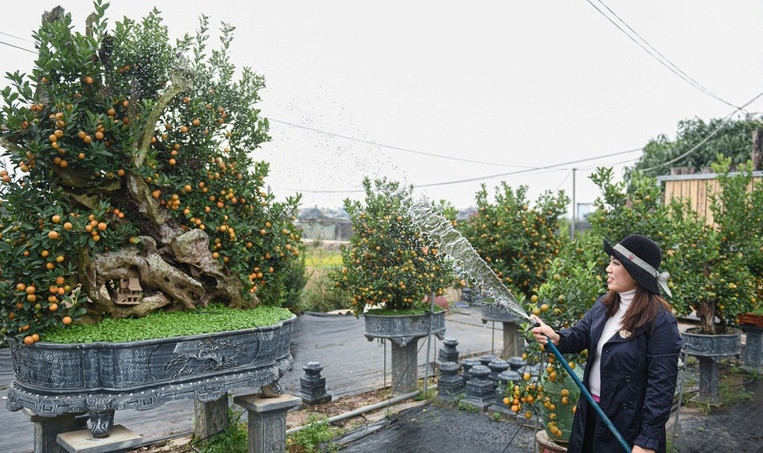 Bên cạnh đó, cây quất đẹp phải đủ hoa, lá, quả to tròn, lộc hướng lên trên. Ảnh: Dân trí