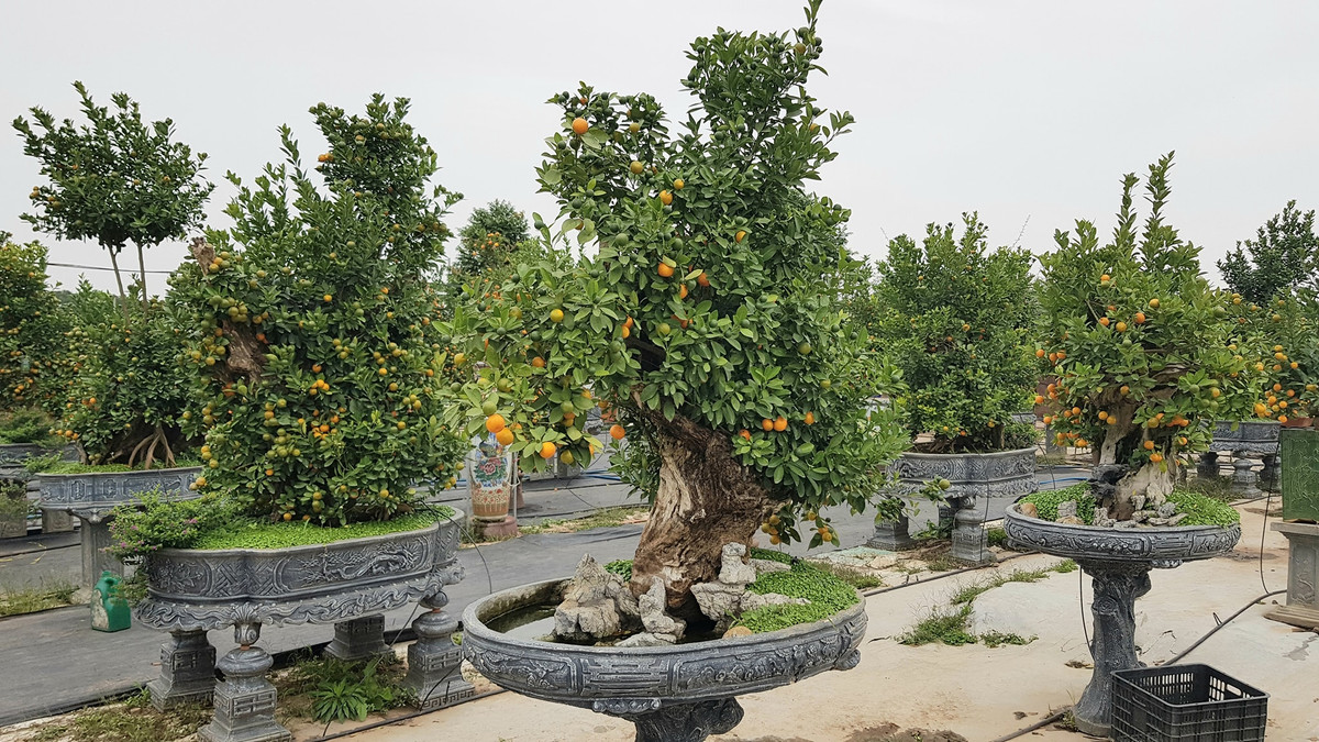 Cây và gỗ hòa quyện vào nhau mới có giá trị. Ảnh: Facebook