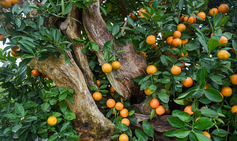 Trung bình, mỗi cây quất ghép gỗ lũa có giá dao động từ 1 - 50 triệu đồng. Ảnh: Dân trí