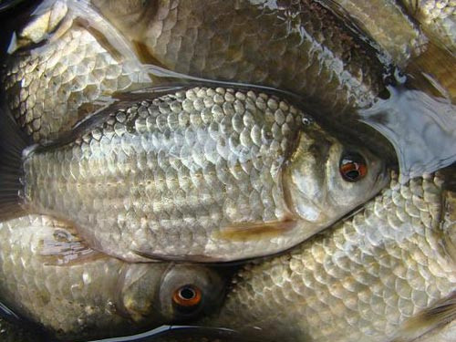 Ngày nay, cá diếc trong tự nhiên không còn nhiều nên giá bán dao động từ 100.000-140.000đồng/kg, cao hơn nhiều so với các loại cá đồng khác. Ảnh: Người lao động