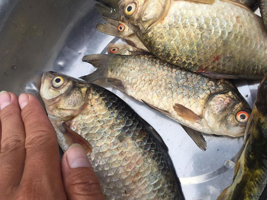 Tuy nhiên, khách muốn tìm mua cũng không phải chuyện dễ dàng. Để gom được 2-3 kg cá diếc, thương lái phải đặt mua của nhiều “thợ săn” cá đồng gộp lại, bởi giờ đi thả lưới, hiếm lắm người ta mới nhặt nhạnh được mươi con cá diếc dính lưới...Ảnh: Internet