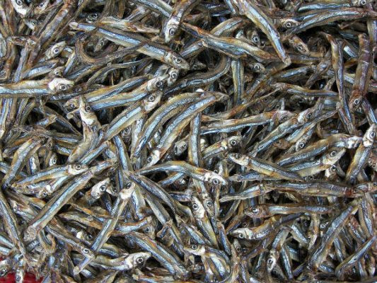 Trên thị trường, khô cá cơm than có giá từ 250.000 - 360.000 đồng/kg. Ảnh: Hoa Mai Food