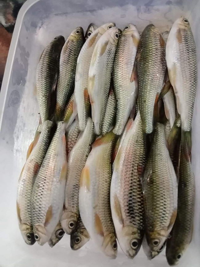 Mấy năm gần đây, cá mát trở thành đặc sản được săn lùng ở thành phố. Ảnh; Suckhoedoisong