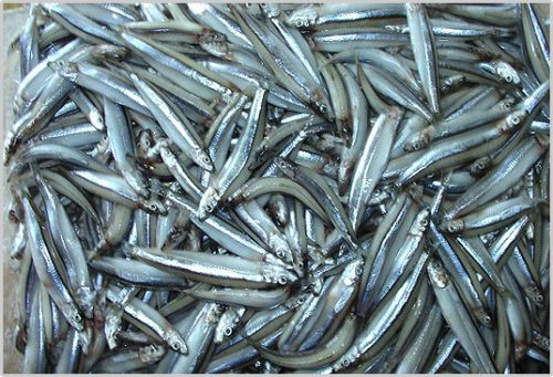 Cá cơm than (hay cá cơm đen) có nhiều ở vùng biển thuộc các tỉnh miền Trung. Loài cá này bé tý, thân dài chừng 3-7cm, thân mềm. Ảnh: Internet