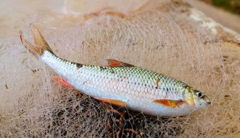 Trước đây, chỉ cần giăng lưới là có mẻ cá đầy. Nếu mua ngoài chợ thì giá cũng rất rẻ. Ảnh: Báo Nghệ An