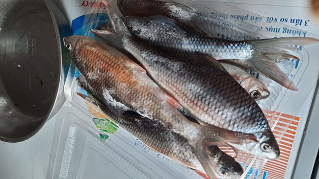 Trên chợ mạng, cá mát được rao bán với giá từ 400.000 - 500.000 đồng/kg. Tuy nhiên, khách mua nhiều phải đặt trước mới có hàng. Ảnh; Suckhoedoisong