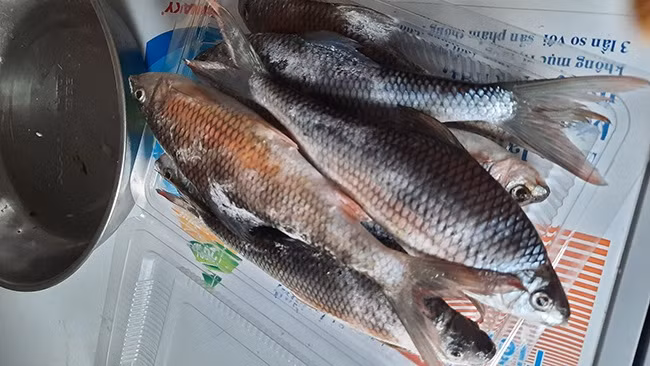 Trên chợ mạng, cá mát được rao bán với giá từ 400.000 - 500.000 đồng/kg. Tuy nhiên, khách mua nhiều phải đặt trước mới có hàng. Ảnh; Suckhoedoisong