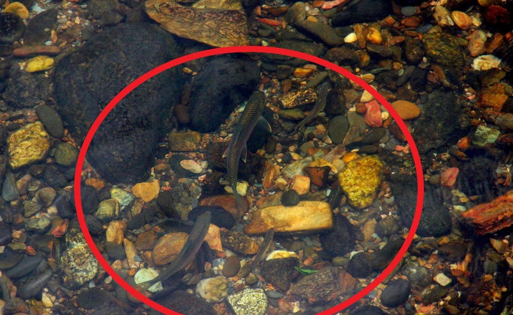 3 loai ca xua “re nhu cho”, nay thanh dac san nha giau do mat san lung