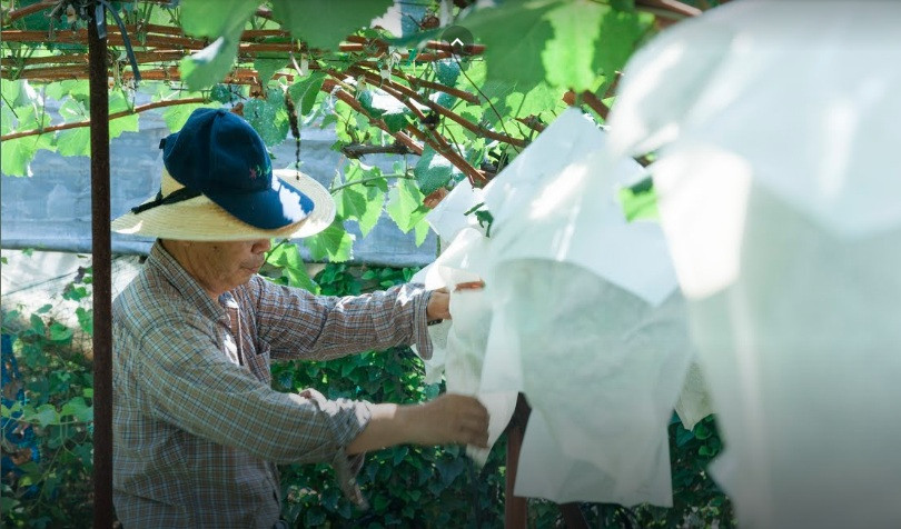 Do đó, các chùm nho sẽ được hấp thụ tối đa các chất dinh dưỡng, từ đó sản xuất ra loại nho có chất lượng cao. Ảnh: Artsandculture