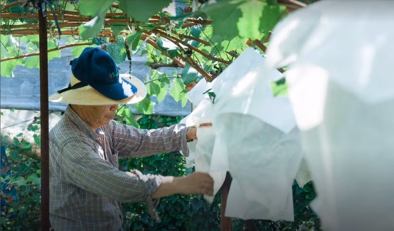 Do đó, các chùm nho sẽ được hấp thụ tối đa các chất dinh dưỡng, từ đó sản xuất ra loại nho có chất lượng cao. Ảnh: Artsandculture