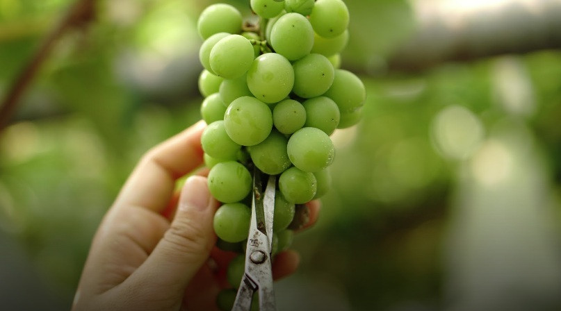 Tại Nhật Bản, nho mẫu đơn được trồng theo kiểu “1 nhánh 1 chùm” theo phương pháp hữu cơ. Ảnh: Artsandculture