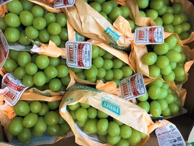 Những trái nho mẫu đơn to tròn, vỏ bóng mịn, thịt nho dai dai và có mùi thơm đặc biệt. Ảnh: Vietnamnet