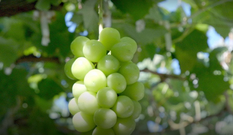 Nho mẫu đơn là một loại nho nổi tiếng chất lượng cao có xuất xứ từ Nhật Bản. Ảnh: Artsandculture