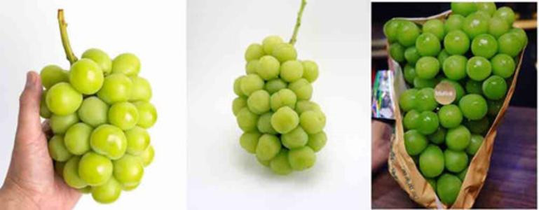Loại nho này có hàm lượng đường cao ở mức 18 và hình dáng đẹp mắt. Ảnh: Ngocchaufruits