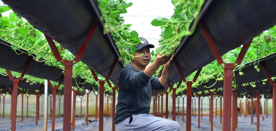 Các giá thể được lắp đặt hệ thống cảm biến để theo dõi về nhiệt độ, độ ẩm, độ pH... để đưa ra quy trình chăm bón phù hợp nhất...Ảnh: Nông nghiệp