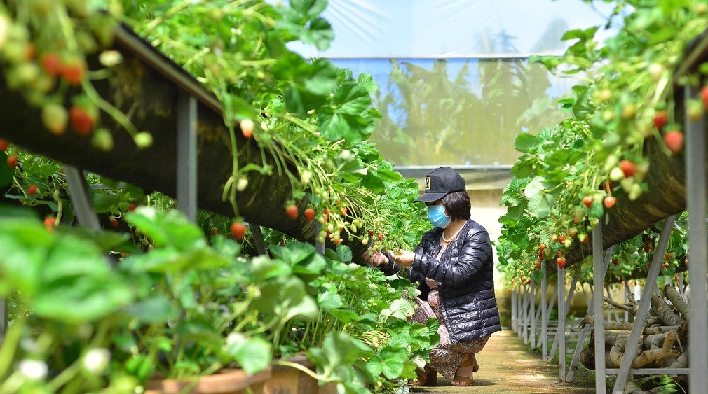Với giá bán với giá từ 300.000 - 500.000 đồng/kg, mỗi ngày vườn dâu tây cho thu về hàng chục triệu đồng. Ảnh: Nông nghiệp