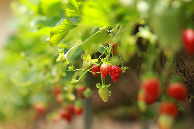 Sản xuất theo quy trình VietGAP nên sản phẩm dâu tây được đảm bảo an toàn, không dư lượng thuốc bảo vệ thực vật. Ảnh: Báo Lâm Đồng