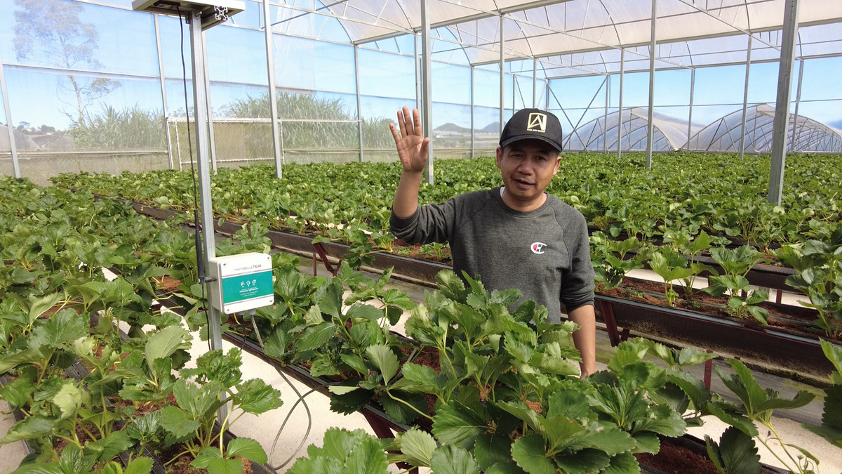 Gia đình ông Nam bắt đầu sản xuất dâu tây theo hướng công nghệ cao từ năm 2019. Ảnh: Dân Việt