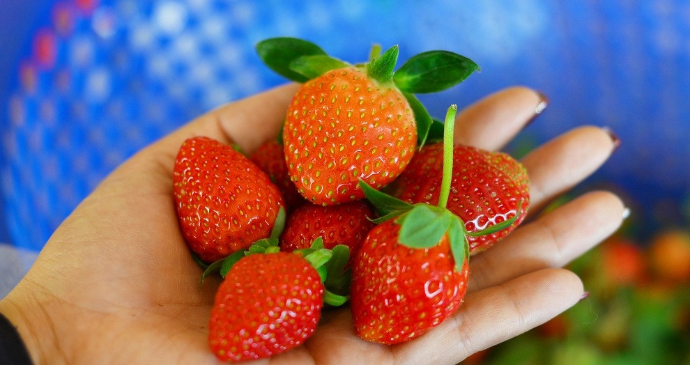 Tuy nhiên, vào mùa cao điểm, năng suất vườn dâu tây cho lên tới 300kg/ngày. Ảnh: Nông nghiệp