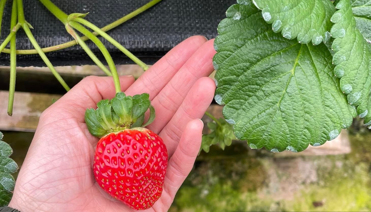 Hiện đang vào mùa thấp điểm nên vườn dâu tây cho thu hoạch hơn 100 kg/ngày. Ảnh: Dân Việt