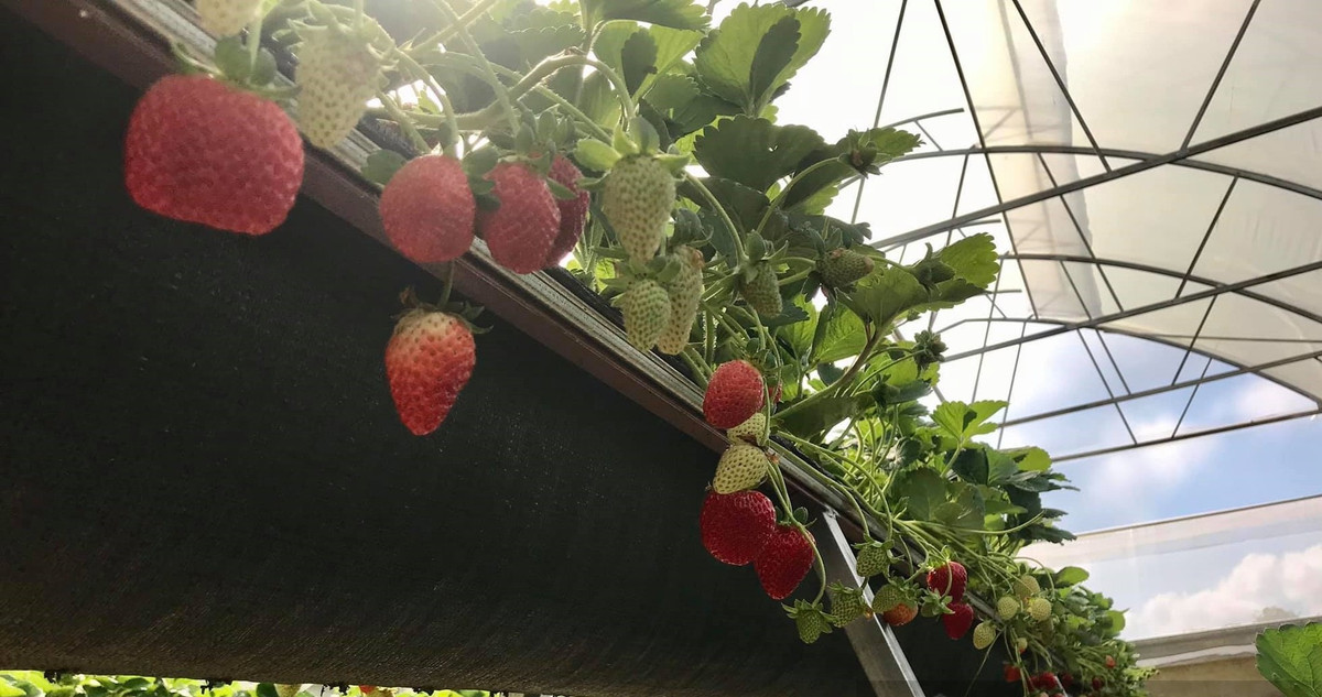 Nhờ vậy, du khách có thể hái và thưởng thức những trái dâu tây ngay tại vườn. Ảnh: Dân Việt