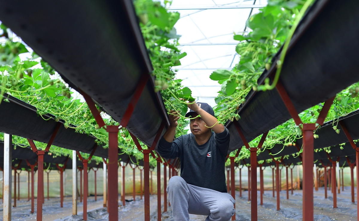 Hệ thống dàn trồng cách mặt đất khoảng 1,2m. Dưới nền vườn là bạt nhựa để lót toàn bộ bề mặt nhằm ngăn chặn cỏ dại và các loài côn trùng gây hại. Ảnh: Dân Việt