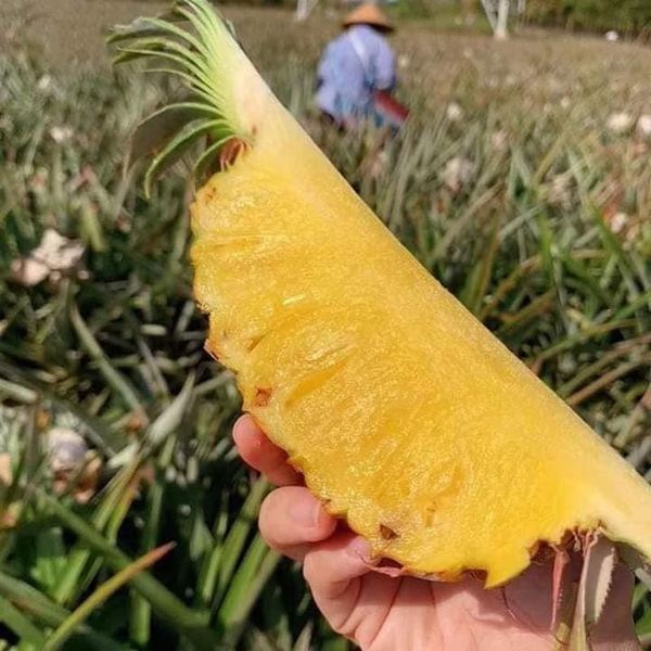 Bán dứa mật khổng lồ nửa tháng nay, chị Hoa (Hoàng Mai, Hà Nội) tiết lộ, dứa mật đang khá hút khách. Mỗi ngày chị Hoa bán từ 40 - 70kg.