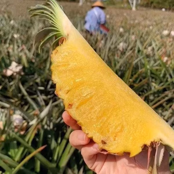 Bán dứa mật khổng lồ nửa tháng nay, chị Hoa (Hoàng Mai, Hà Nội) tiết lộ, dứa mật đang khá hút khách. Mỗi ngày chị Hoa bán từ 40 - 70kg.