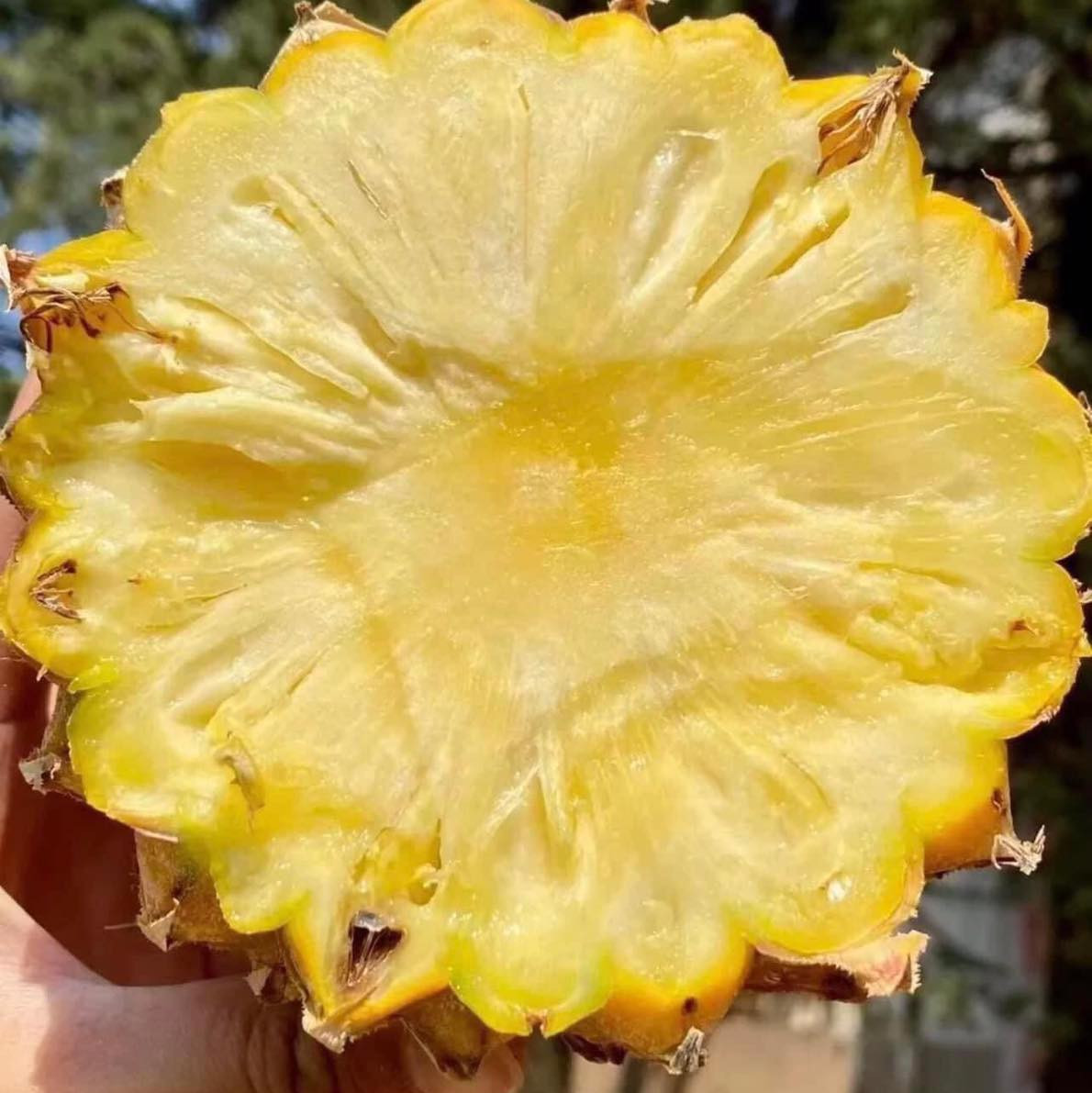 Theo người trồng, dứa mật cho năng suất và chất lượng cao hơn hẳn, giá thành bán ra thị trường cũng gấp 2-3 lần, có hàng đến đâu bán hết đến đó. Nguồn ảnh: Facebook